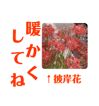 冬に向かって彼岸花スタンプ1（個別スタンプ：6）