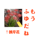 冬に向かって彼岸花スタンプ1（個別スタンプ：7）