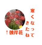 冬に向かって彼岸花スタンプ1（個別スタンプ：8）