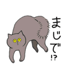 猫好きによる猫好きさんのためのスタンプ（個別スタンプ：4）