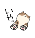 猫好きによる猫好きさんのためのスタンプ（個別スタンプ：23）
