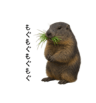 いつでも使える！リアルなマーモット（個別スタンプ：4）