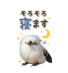 毎日使える♪リアルなシマエナガちゃん（個別スタンプ：2）