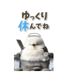 毎日使える♪リアルなシマエナガちゃん（個別スタンプ：17）