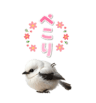 毎日使える♪リアルなシマエナガちゃん（個別スタンプ：24）