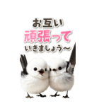 毎日使える♪リアルなシマエナガちゃん（個別スタンプ：40）