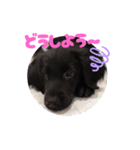 フラットコーテッドなの（個別スタンプ：1）