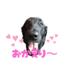 フラットコーテッドなの（個別スタンプ：11）