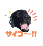 フラットコーテッドなの（個別スタンプ：18）