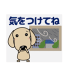 優しい気づかい ダックスフンド-犬好き 秋（個別スタンプ：15）