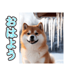 飛び出す★冬を感じる柴犬_挨拶（個別スタンプ：1）