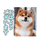 飛び出す★冬を感じる柴犬_挨拶（個別スタンプ：2）