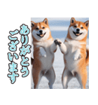 飛び出す★冬を感じる柴犬_挨拶（個別スタンプ：4）