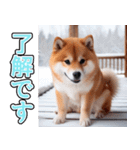 飛び出す★冬を感じる柴犬_挨拶（個別スタンプ：9）