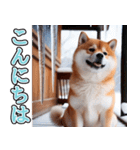 飛び出す★冬を感じる柴犬_挨拶（個別スタンプ：13）