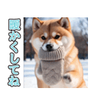 飛び出す★冬を感じる柴犬_挨拶（個別スタンプ：21）