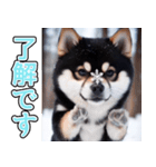 背景が動く★冬を感じる_黒柴（個別スタンプ：9）