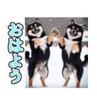 飛び出す★冬を感じる黒柴_挨拶（個別スタンプ：1）