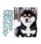 飛び出す★冬を感じる黒柴_挨拶（個別スタンプ：2）