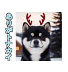 飛び出す★冬を感じる黒柴_挨拶（個別スタンプ：3）