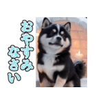 飛び出す★冬を感じる黒柴_挨拶（個別スタンプ：8）