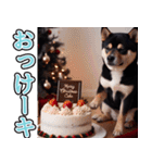 飛び出す★冬を感じる黒柴_挨拶（個別スタンプ：10）