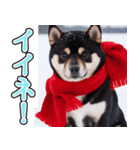 飛び出す★冬を感じる黒柴_挨拶（個別スタンプ：12）