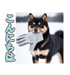飛び出す★冬を感じる黒柴_挨拶（個別スタンプ：13）