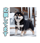 飛び出す★冬を感じる黒柴_挨拶（個別スタンプ：17）