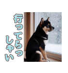 飛び出す★冬を感じる黒柴_挨拶（個別スタンプ：19）