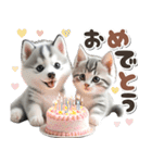 秋 残暑 日常♡シベリアンハスキーとネコ（個別スタンプ：23）