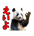 高知・土佐弁☆パンダ（個別スタンプ：1）