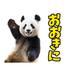 高知・土佐弁☆パンダ（個別スタンプ：2）
