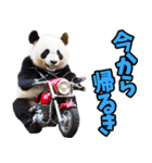 高知・土佐弁☆パンダ（個別スタンプ：3）