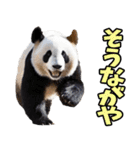 高知・土佐弁☆パンダ（個別スタンプ：5）