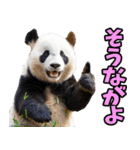 高知・土佐弁☆パンダ（個別スタンプ：6）