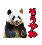 高知・土佐弁☆パンダ（個別スタンプ：7）