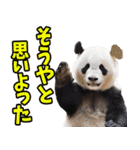 高知・土佐弁☆パンダ（個別スタンプ：8）
