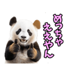 高知・土佐弁☆パンダ（個別スタンプ：11）