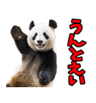 高知・土佐弁☆パンダ（個別スタンプ：12）