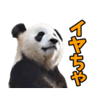 高知・土佐弁☆パンダ（個別スタンプ：13）