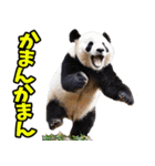 高知・土佐弁☆パンダ（個別スタンプ：14）