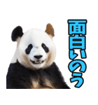 高知・土佐弁☆パンダ（個別スタンプ：15）