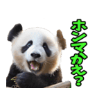 高知・土佐弁☆パンダ（個別スタンプ：16）