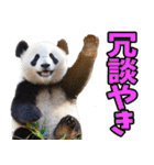 高知・土佐弁☆パンダ（個別スタンプ：17）