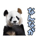 高知・土佐弁☆パンダ（個別スタンプ：18）
