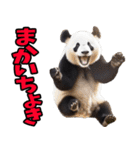 高知・土佐弁☆パンダ（個別スタンプ：19）