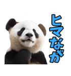 高知・土佐弁☆パンダ（個別スタンプ：21）