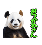 高知・土佐弁☆パンダ（個別スタンプ：22）