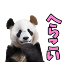 高知・土佐弁☆パンダ（個別スタンプ：23）